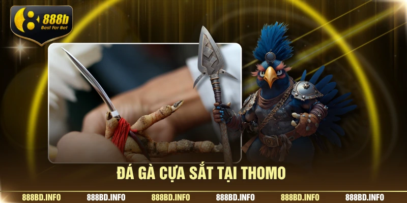 Đá gà cựa tròn tại thomo