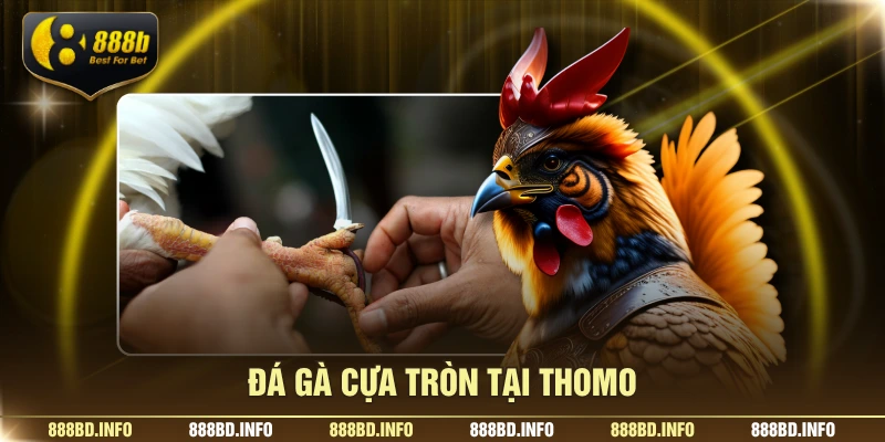 Đá gà cựa sắt tại thomo