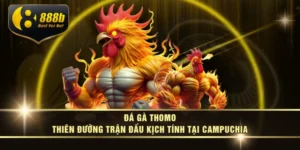 Đá Gà Thomo – Thiên Đường Trận Đấu Kịch Tính Tại Campuchia