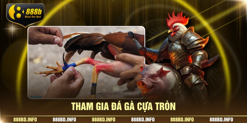 Tham gia đá gà cựa tròn