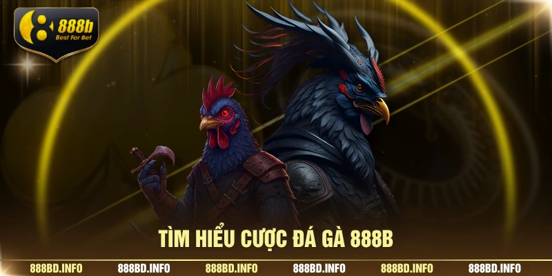 Tìm hiểu cược đá gà 888B